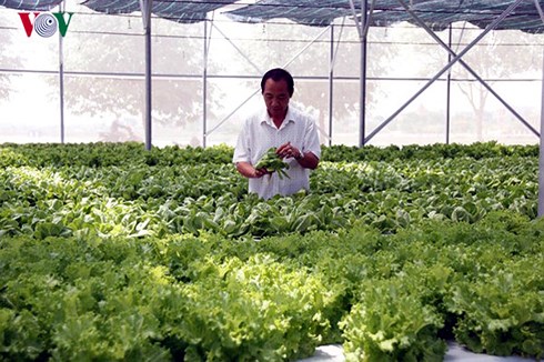 Dự án trồng rau sạch được hỗ trợ đảm bảo vệ sinh an toàn thực phẩm sẽ tăng khả năng mở ra nhiều thị trường tiêu thụ mới.