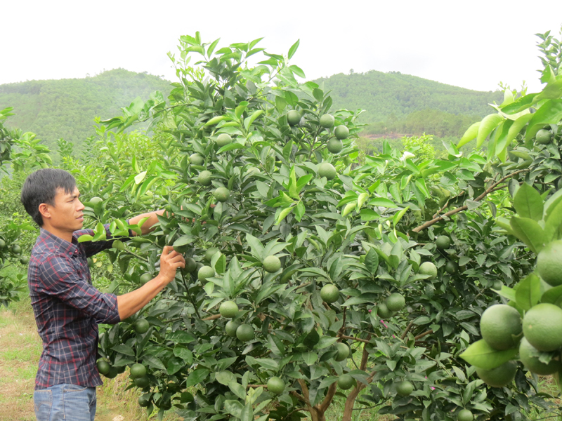 Vườn mẫu trồng cam chất lượng cao của HTX Tứ Đại, khu 9 thị trấn Trới, huyện Hoành Bồ