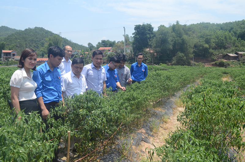 Mô hình hỗ trợ phát triển xuất trồng ớt chỉ thiên xuất khẩu tại xã Hà Lâu, huyện Tiên Yên cho hiệu quả kinh tế cao