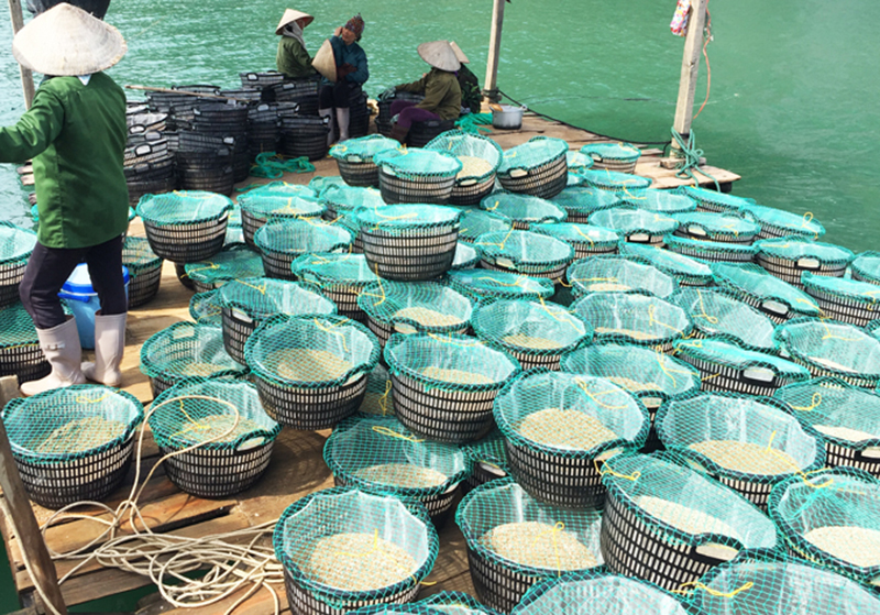 Người dân huyện Vân Đồn chuẩn bị thả giống nuôi ngao 2 cùi