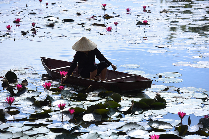 Khác với vẻ tấp nập vào mùa xuân, mùa này ở chùa Hương tĩnh lặng, thanh bình, đón du khách tới đây thưởng ngoạn vẻ đẹp của những bông hoa súng hồng, tím.