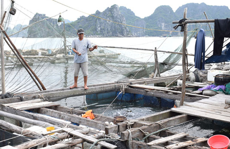 Ông Nguyễn Văn Hùng chưa có nhà ở trên bờ nhưng có thu nhập tốt từ nuôi cá lồng bè ông thoát nghèo