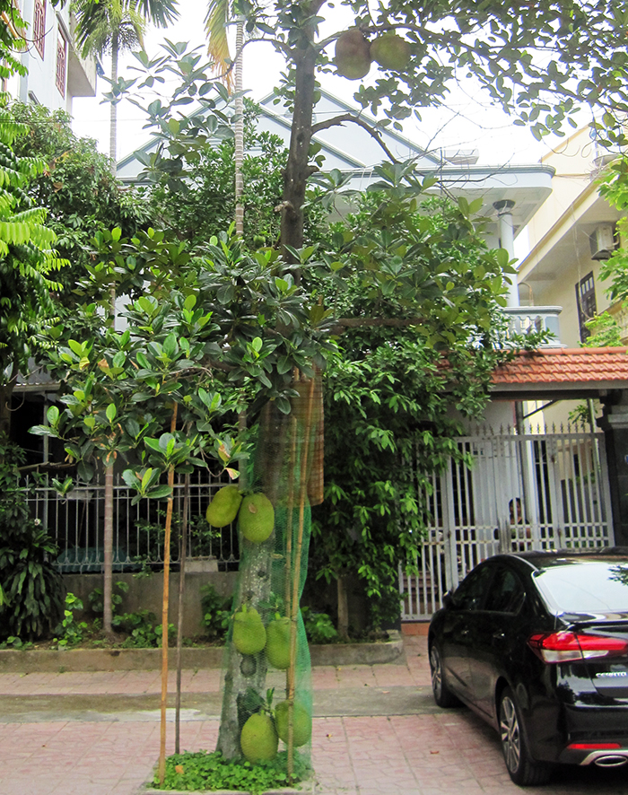Do mít cũng không nhiều lắm nên người có cây ở vỉa hè trước nhà đã làm lưới bảo vệ thành quả. 