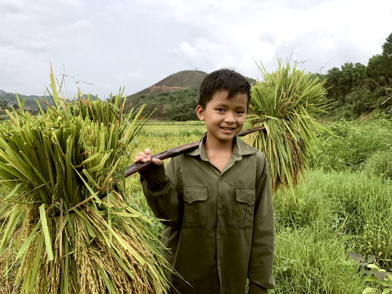 Em Đặng Xuân Nghiêm, thôn Làng Han, xã Đồn Đạc, huyện Ba Chẽ giúp gia đình gặt lúa.