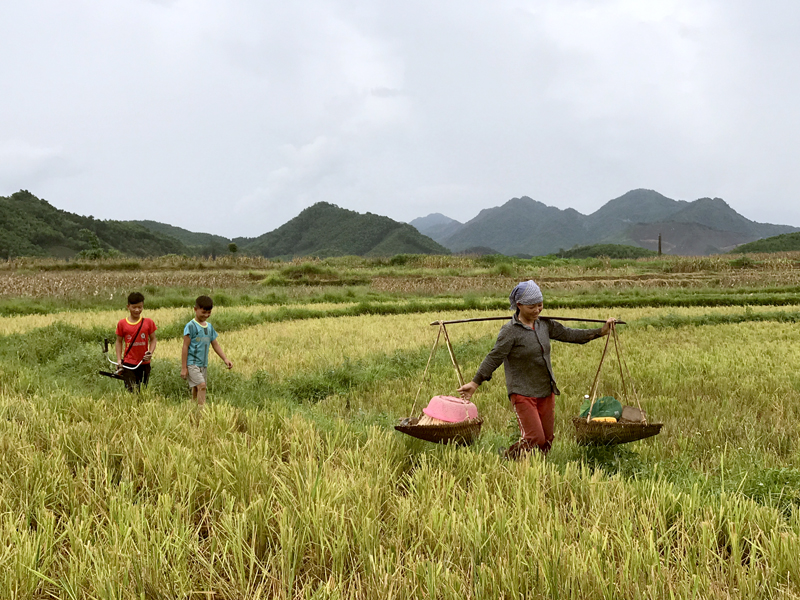 Em Nịnh Hải Phúc, học sinh lớp 8, thôn Làng Han, xã Đồn Đạc theo mẹ ra đồng gặt lúa.