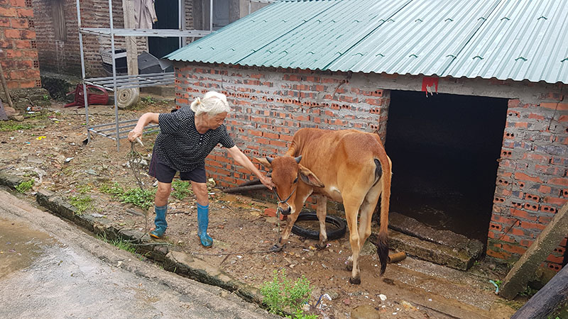 Bò sinh sản hỗ trợ gia đình anh Phùn Phu Hách hộ nghèo ở Bản Nà Lý, xã Quảng Đức. 