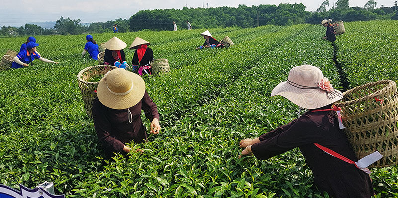 Cây chè 1 trong những cây trồng chủ lực trong ngành sản xuất nông nghiệp của huyện. Ảnh: Thu hái chè vùng chè Quảng Long.