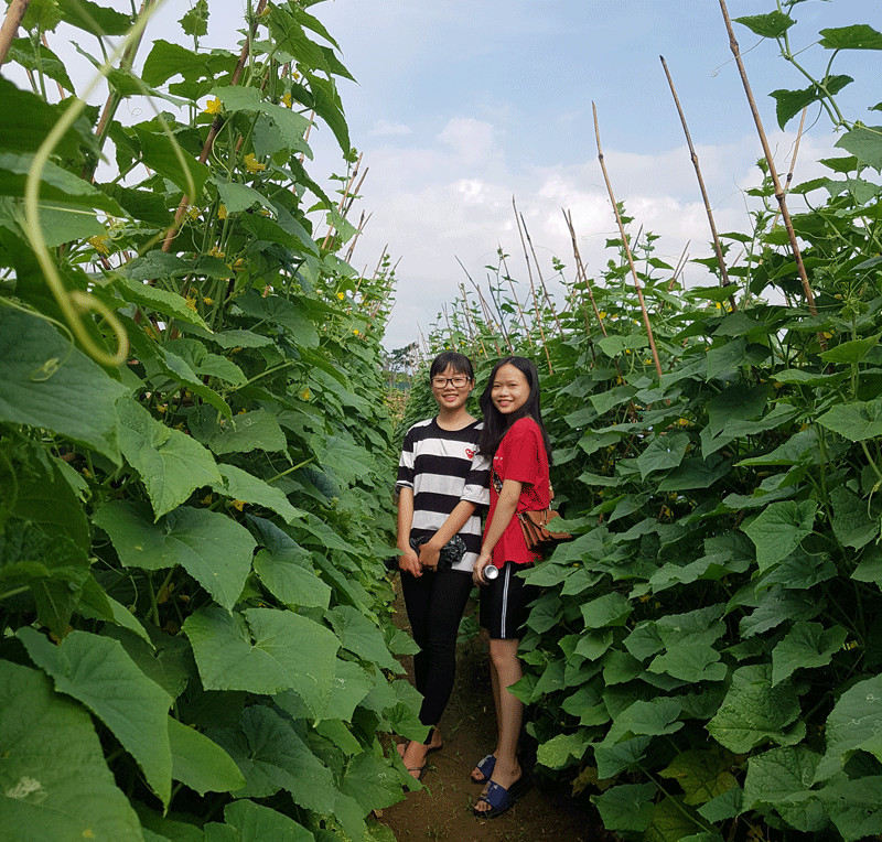 Nhiều khu vườn mẫu trồng rau xanh tại thôn 4 cũng được các bạn trẻ yêu thích lựa chọn làm nơi chụp ảnh lưu niệm.