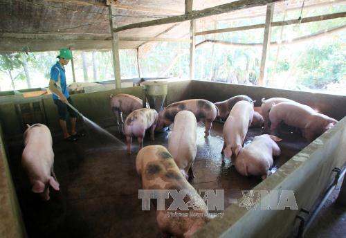 Tăng cường làm mát cho đàn lợn trong điều kiện nắng nóng. Ảnh: TTXVN