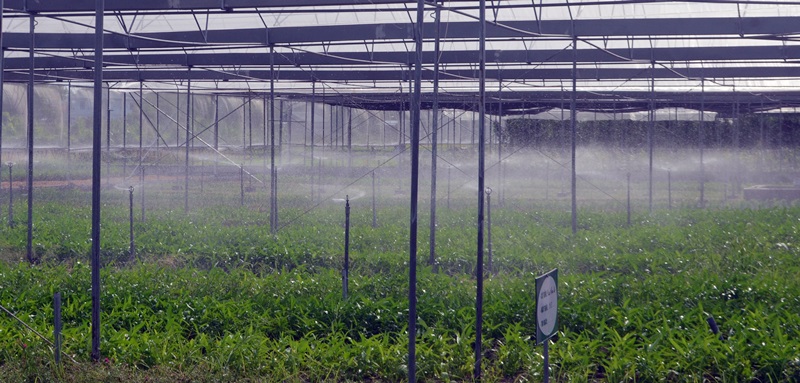 Bên trong HTX Nông nghiệp Hoa Sen được đầu tư hệ thống tưới nước tự động hiện đại.