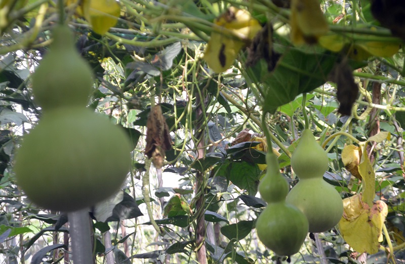 Những trái bầu hồ lô độc đáo được trồng tại HTX Nông nghiệp Hoa Sen.