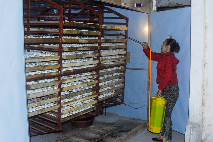 Hộ chị Bùi Thị Liên (phường Nam Hòa, TX Quảng Yên) làm giàu từ mô hình ấp trứng vịt trong buồng kín.