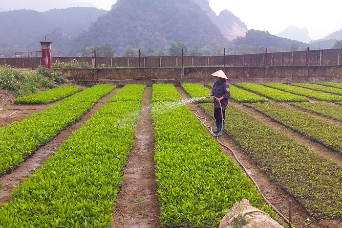 Nông dân xã Sơn Dương (Hoành Bồ) chăm sóc vườn ươm cây keo giống.