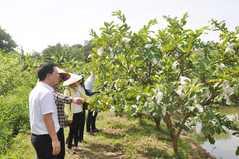 Đoàn khảo sát thăm vườn ổi nhà ông Ân Văn Kim, thôn Đồng Đặng, xã Sơn Dương, huyện Hoành Bồ