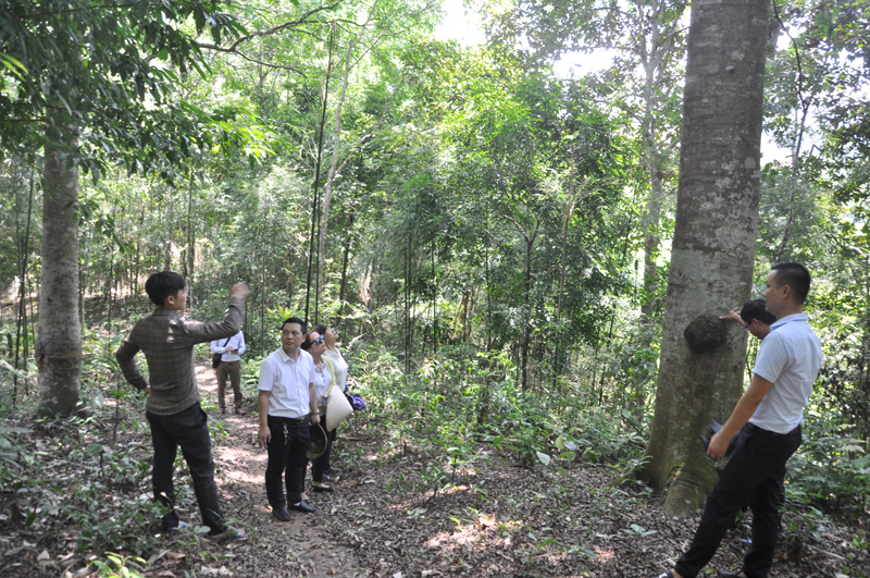 Đoàn khảo sát tham quan rừng Lim của gia đình ông Đặng Tài Cao, thôn 