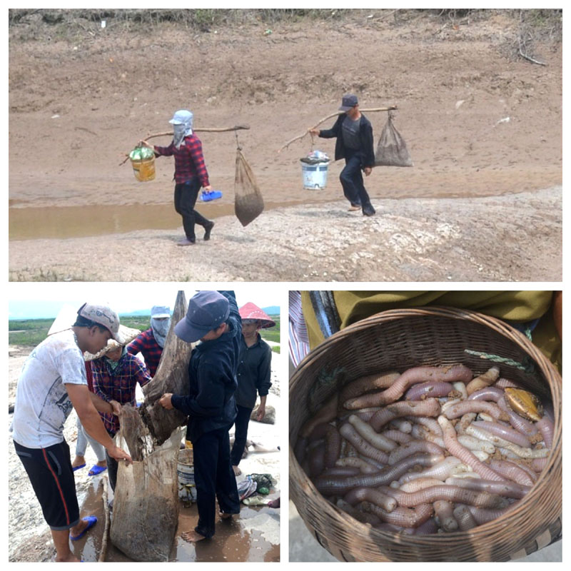 Ruộng cấy xấu, nhưng người dân thôn 4, xã Đồng Rui lại phát triển kinh tế từ nghề khai thác hải sản rừng ngập mặn