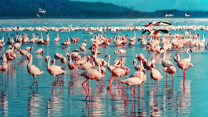 Vườn quốc gia hồ Nakuru, Kenya  Từ các vách đá dốc đứng đến những khu rừng keo, địa hình và hệ thực vật của Vườn quốc gia hồ Nakuru khá đa dạng. Hệ động vật ở đây cũng rất phong phú, với nhiều loài quý hiếm như tê giác trắng, báo hoa mai và chim hồng hạc... Ảnh: Pixabay.