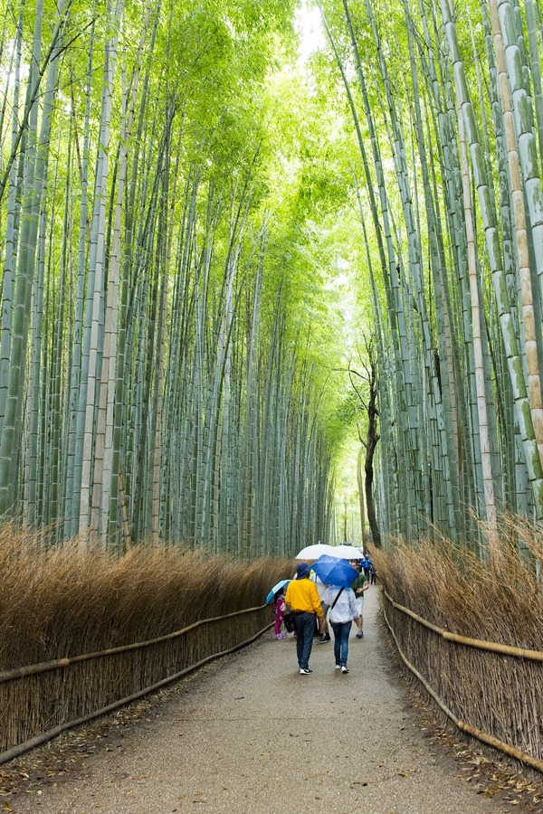 Rừng tre Sagano, Nhật Bản  Nằm ở quận Arashiyama, thành phố Kyoto, Nhật Bản là một trong những khu rừng nổi tiếng nhất thế giới - rừng tre Sagano. Cảnh ấn tượng nhất là khi ánh nắng ban ngày chiếu qua những hàng tre trồng dày đặc và xanh mướt. Ảnh: Pixabay.