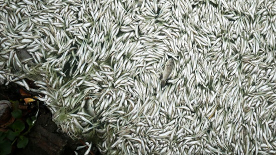 Hàng nghìn con cá chết nổi trắng một góc Hồ Tây