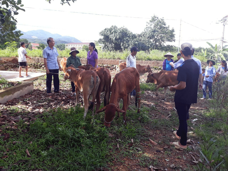 Hội Nông dân tỉnh hỗ trợ 20 hộ nghèo tại xã Quảng Đức mỗi gia đình 1 con bò giống để phát triển sản xuất, giảm nghèo.