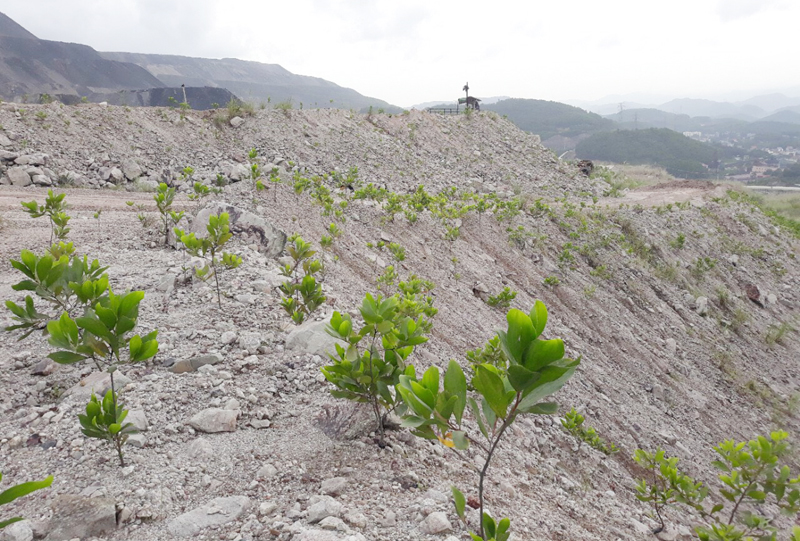 Cây xanh được trồng tại bãi thải  Đông Cao Sơn -Công ty Cổ phần than Cọc Sáu – Viancomin