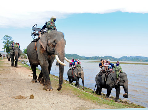 Tổ chức Động vật châu Á đề nghị tổ chức du lịch thân thiện với voi. Ảnh: zing.vn