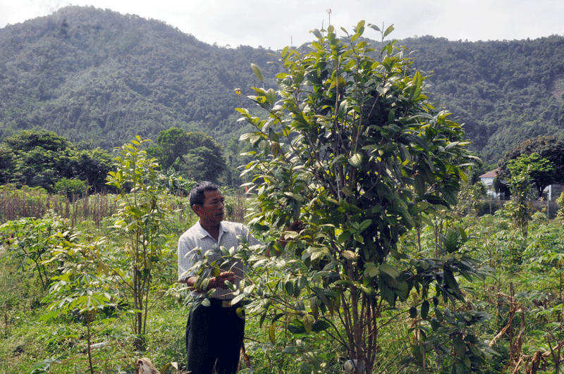Khu vườn trồng trà hoa vàng và cây ăn quả của gia đình ông Đặng Văn Chiến, thôn Pò Hèn, xã Hải Sơn đang dẫn hình thành một khu vườn mẫu theo tiêu chí vườn kiểu mẫu trong xây dựng NTM.
