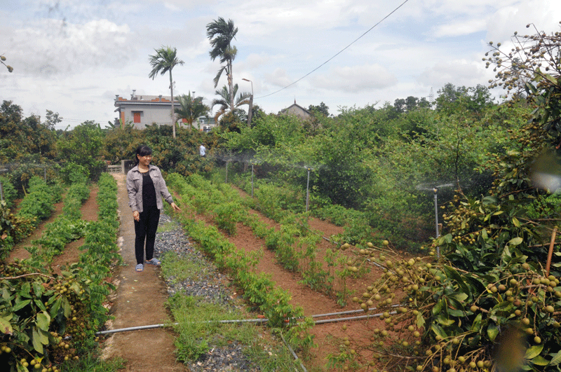 Vườn cây ăn quả kết hợp trồng rau xanh của gia đình chị Nguyễn Thị Nguyệt, thôn 8, xã Hải Tiến cho hiệu quả kinh tế cao.