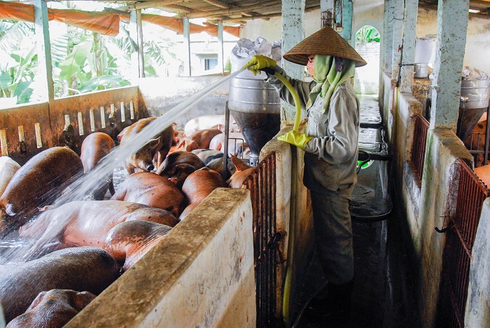 Mô hình nuôi lợn thương phẩm của hộ ông Bùi Tiến Lưu, khu 4, thị trấn Trới (Hoành Bồ).