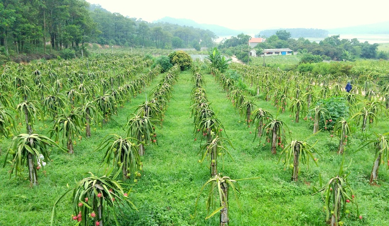 Trang trại trồng Thanh Long ruột đỏ của hội viên Hội nông dân TP Uông Bí tại phường Phương Đông