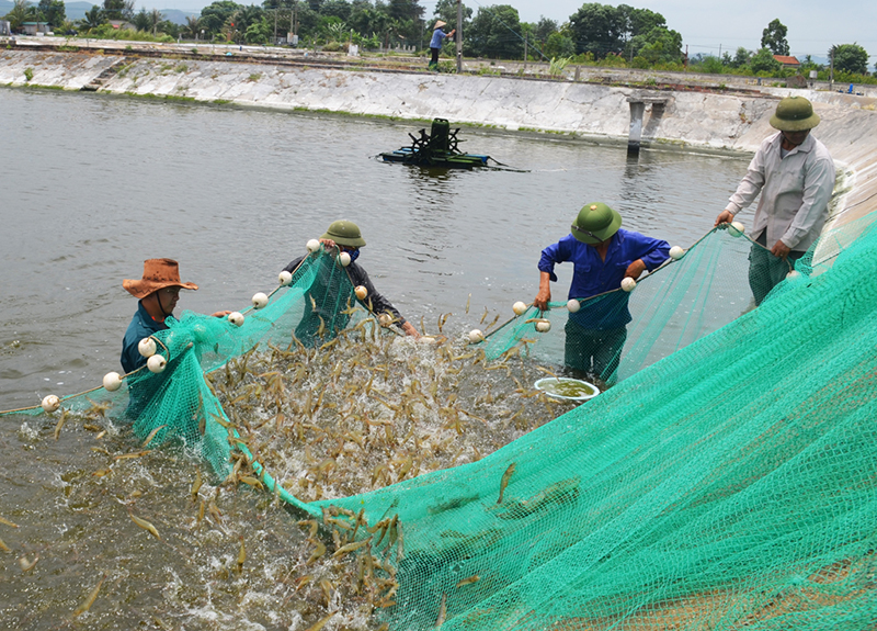 Từ nuôi tôm, hộ ông Bùi Ngọc Liêm, phường Hải Hòa, thành phố Móng Cái đạt thu nhập bình quân 1,2 tỷ đồng/ năm, tạo việc làm thường xuyên cho 15 lao động