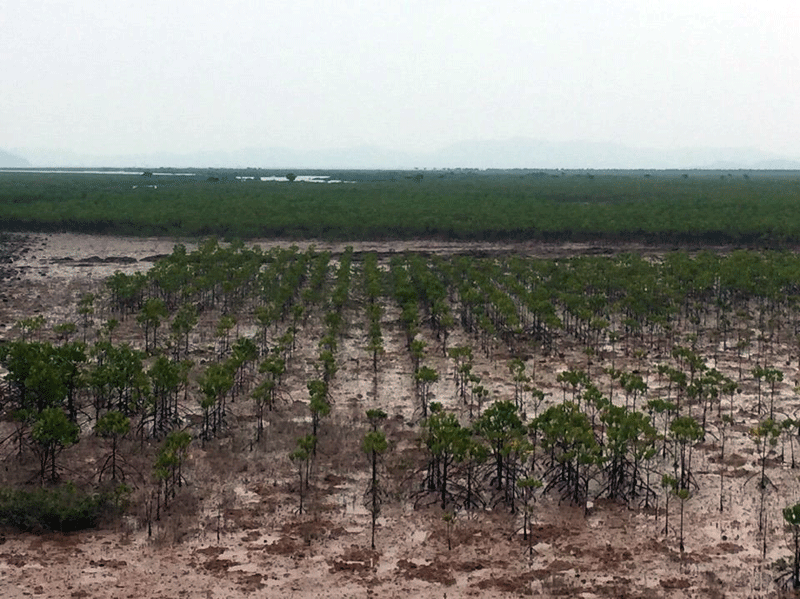 Rừng ngập mặn trồng mới tại xã Quảng Phong đang phát triển tốt.