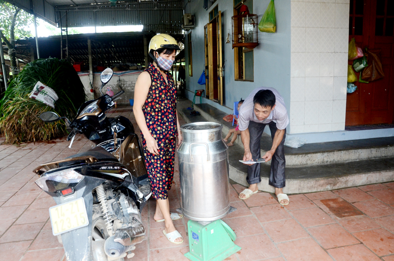 Người dân thôn Quảng Mản, xã Bình Khê liên kết tiêu thụ sản phẩm với Công ty Sữa An Sinh.