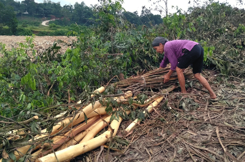Người dân thôn 1, xã Quảng Lợi khai thác rừng trồng.