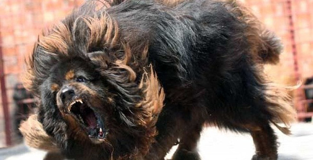 Vụ việc con chó ngao Tây Tạng cắn chết cháu bé 8 tháng tuổi ở đội Cấn gây hoang mang dư luận.