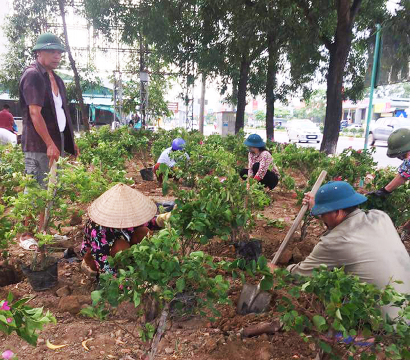 Người dân khu Phú Thanh Tây, phường Yên Thanh trồng hoa giấy tạo cảnh quan mô trường