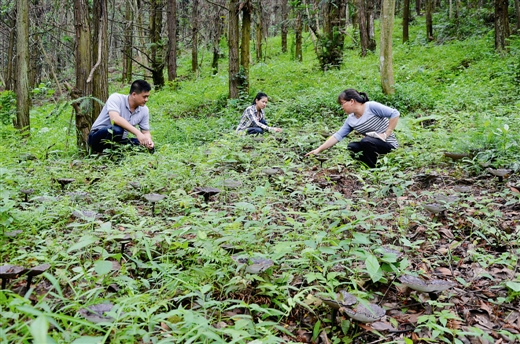 Mô hình trồng linh chi trên đất rừng ở Quảng Tây. 