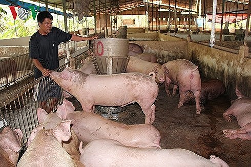 Thịt lợn hơi đang mất cân đối cung – cầu cục bộ.