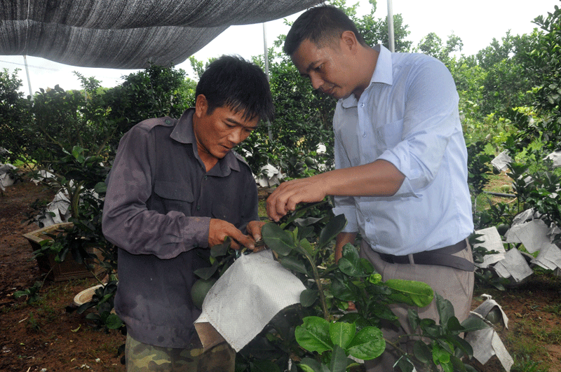 Ngoài ra, anh Trung còn trồng, chăm sóc 160 cây bưởi để bán trong dịp Tết.