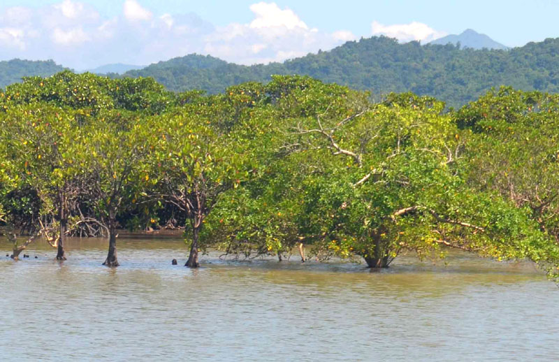 Đảo Lộc Vàng với những rừng cây ngập mặn là điểm đến trải nghiệm của các bạn học sinh xã Tiên Lãng