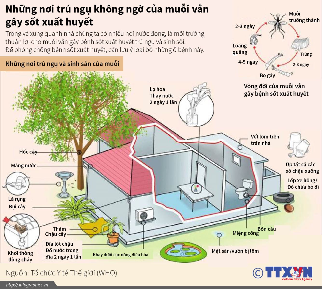 Những nơi trú ngụ không ngờ của muỗi vằn gây sốt xuất huyết