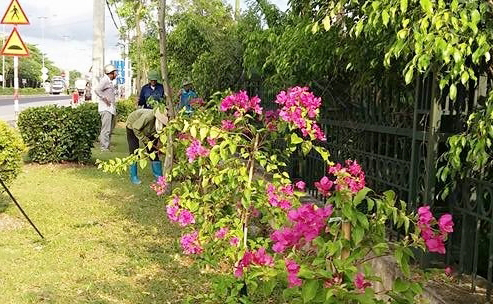 Thành phố Uông Bí đã trồng nhiều giàn hoa giấy t tại công viên Sinh Viên