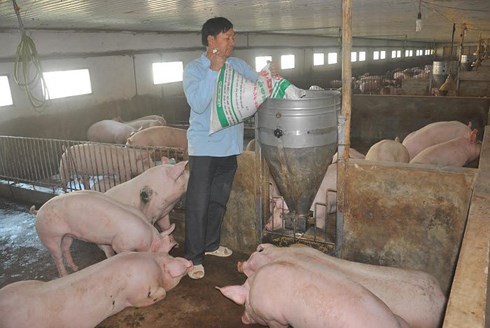 Bộ Nông nghiệp và Phát triển nông thôn vừa ra công văn hoả tốc yêu cầu các tỉnh thống kê và có biện pháp ổn định nguồn cung mặt hàng thịt lợn.