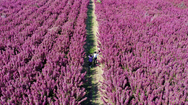 Du khách khám phá cánh đồng hoa nở rực rỡ ở huyện Lạc Đình, tỉnh Hà Bắc, Trung Quốc.