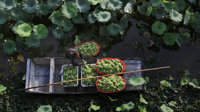 Người nông dân thu hoạch đài sen dưới hồ ở thành phố Hoài An, tỉnh Giang Tô, Trung Quốc.