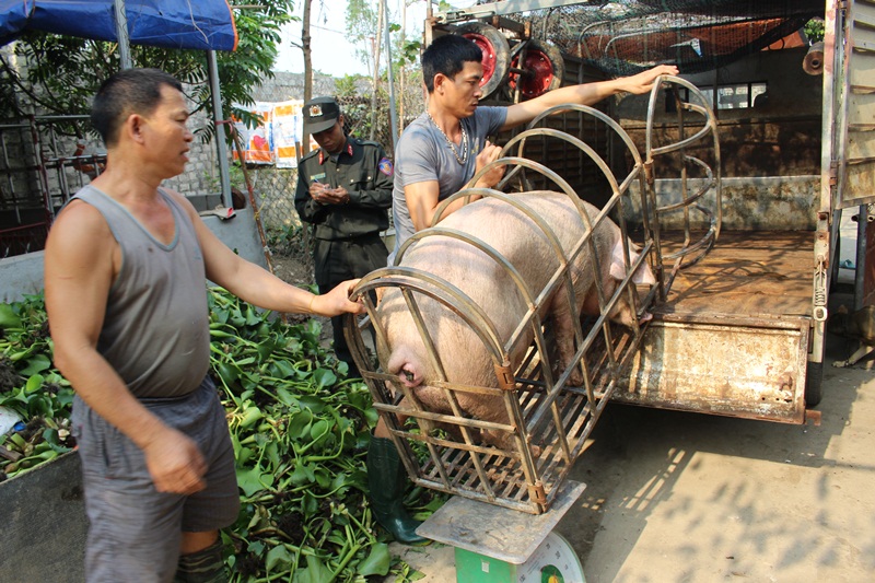 Năm 2017, do giá lợn xuống thấp, Trung đoàn cảnh sát cơ động đã phải mua lợn howigiups dân giảm lỗ