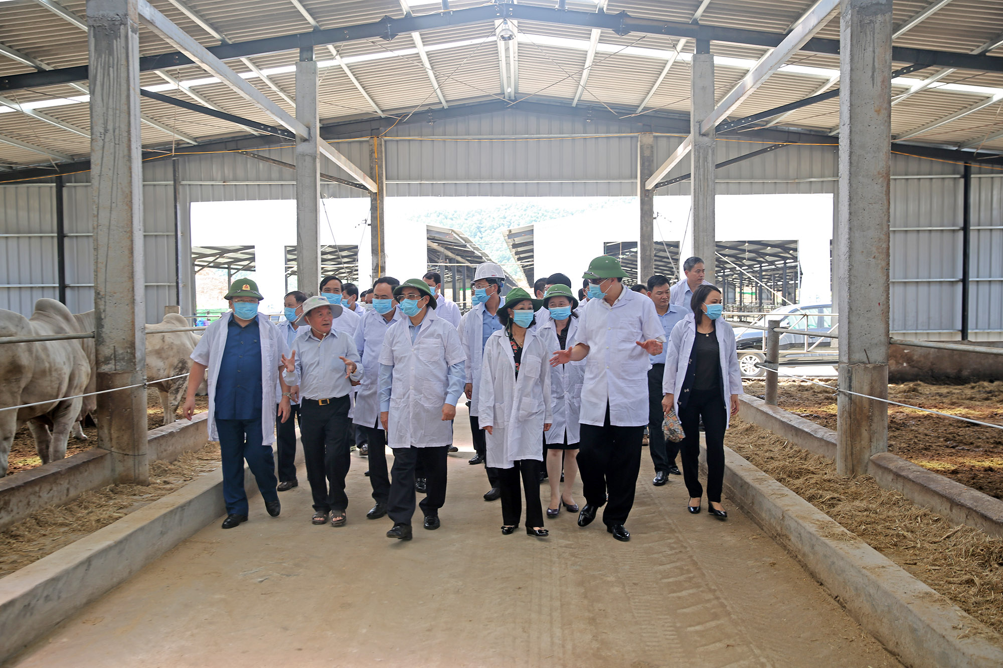 Đoàn công tác tới thăm trại chăn nuôi bò thịt của Công ty TNHH Phú Lâm, TP Móng Cái.