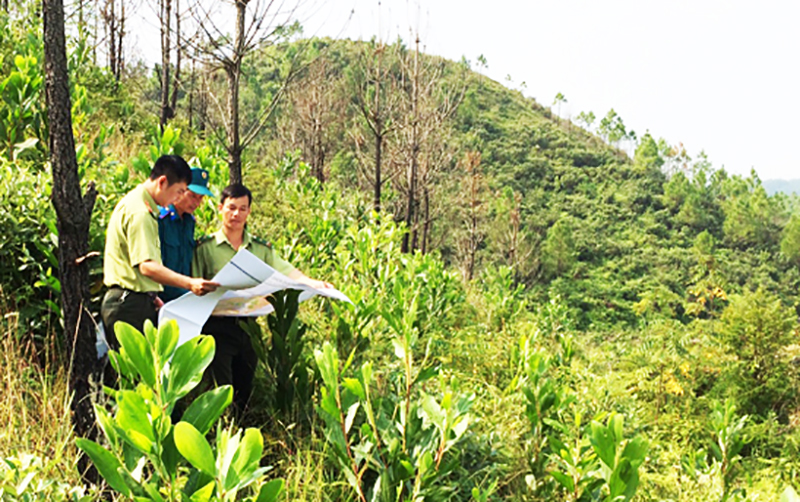 Lực lượng chức nawngg kiểm kê diện tích rừng do phường Bắc Sơn, TP Móng Cái quản lý bị cháy rừng