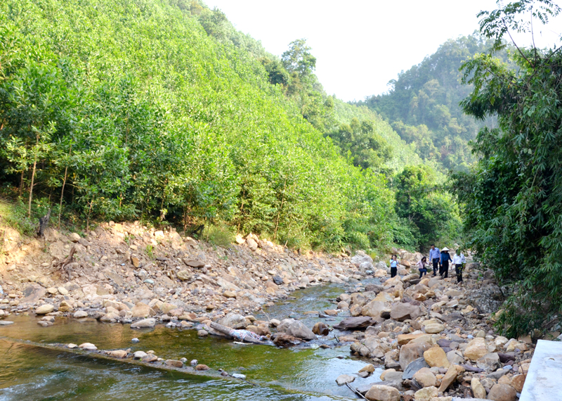 Rừng sản xuất của Hoành Bồ chủ yếu là rừng keo với chu kỳ sản xuất từ 4-6 năm. Ảnh chụp rừng tại thôn Đồng Trà, xã Đồng Lâm, huyện Hoành Bồ.
