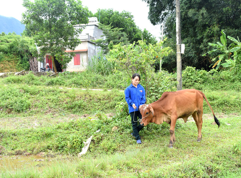 Gia đình chị Múi được hỗ trợ bò và đã thoát nghèo năm 2017